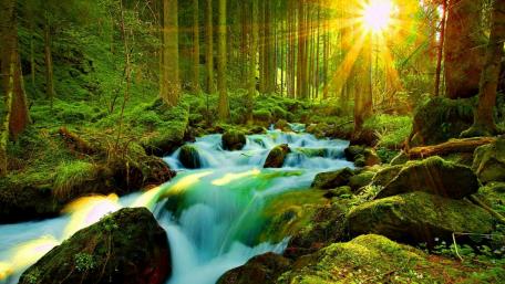 Serene Forest Waterfall in Sunlight wallpaper