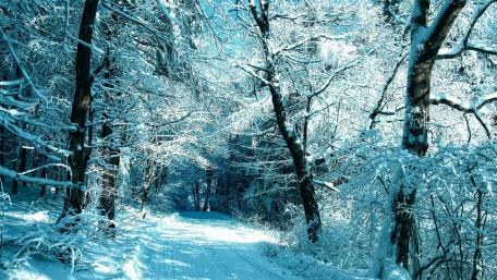 Snowy forest road wallpaper