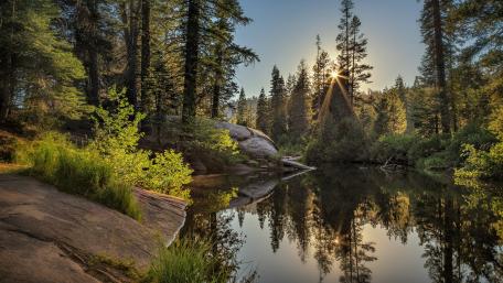 Beautiful forest morning wallpaper