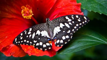Radiant Butterfly on Hibiscus Flower Beauty wallpaper