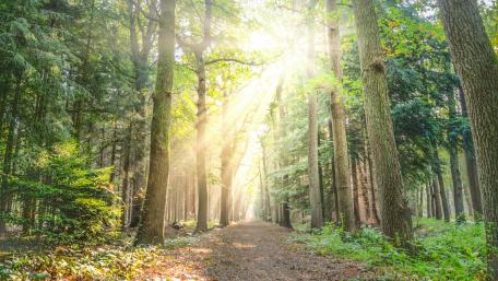 Rays of sun in the forest wallpaper