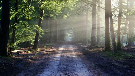Enchanted Forest Pathway in Morning Light wallpaper
