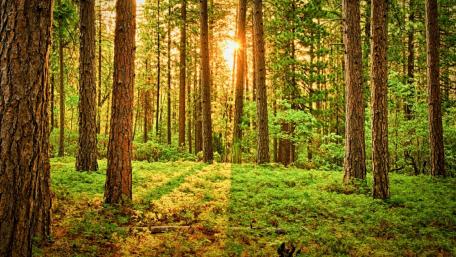 Sunshine Through the Woodland Trees wallpaper