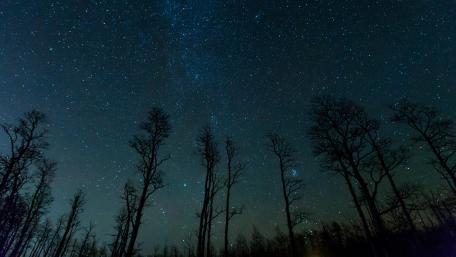 Starry Forest Silhouettes Against the Night Sky wallpaper