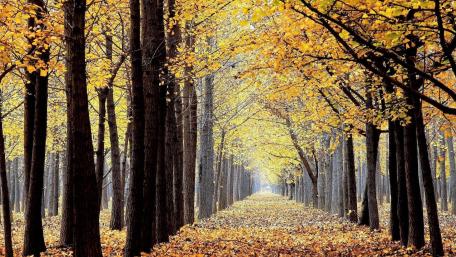 Ginkgo biloba corridor wallpaper