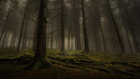 Mossy roots in misty forest wallpaper