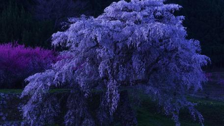 Elegant Purple Blossoms in the Dark Night Sky wallpaper