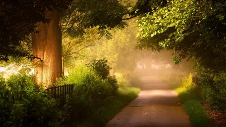 Sunlit Morning Forest Path wallpaper