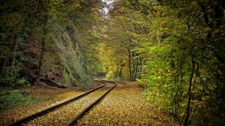 Forest train track wallpaper