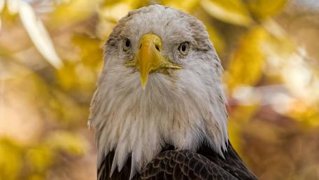 Bald Eagle white head wallpaper