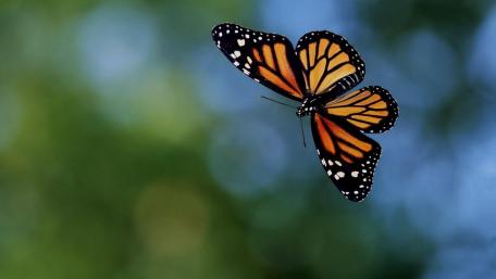 Graceful Monarch Butterfly in Flight Amidst Nature's Beauty wallpaper