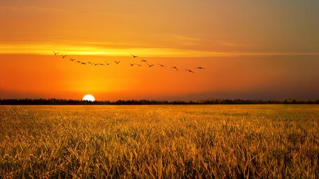 Field sunrise wallpaper