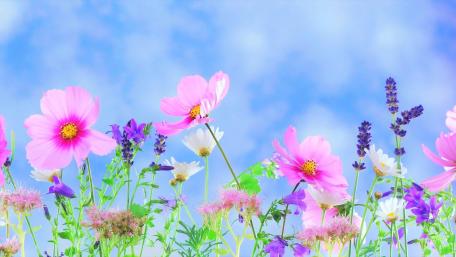 格桑花 wallpaper