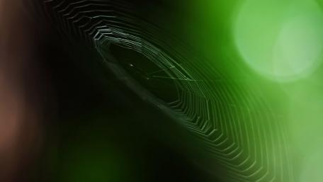 Intricate Beauty of a Spider Web Amidst Greenery wallpaper