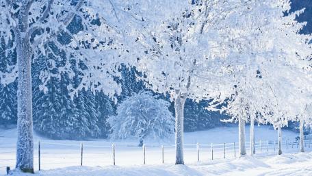 Winter Wonderland with Frosty Trees wallpaper