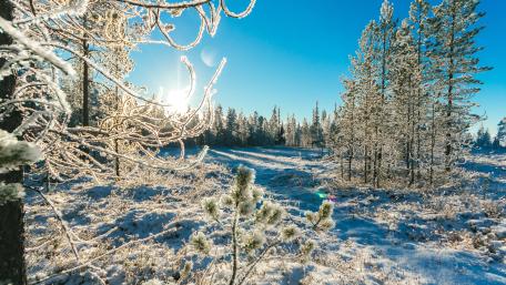 Winter Wonderland Glimmering in Frosty Silence wallpaper
