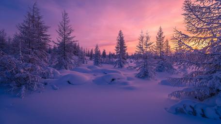 Winter Sunset in a Purple Wilderness wallpaper