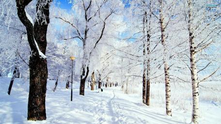Winter Wonderland in a Tranquil Grove wallpaper
