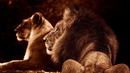 Majestic Lions Resting in the Sunlit Savannah wallpaper
