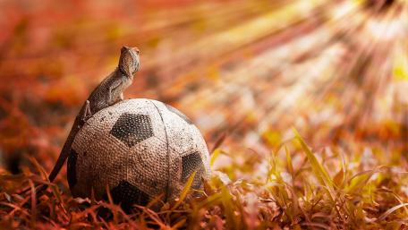 Lizard on a soccer ball wallpaper