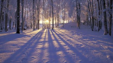 Serene Winter Sunlight Through Trees wallpaper