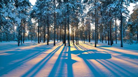 Winter Sunrise in Snowy Forest wallpaper