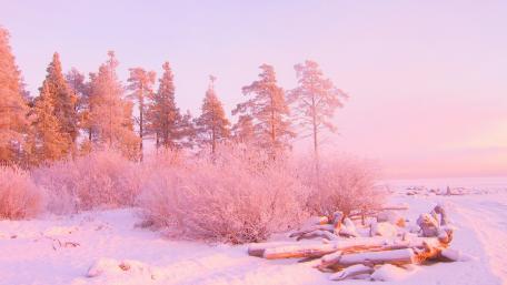 Pink winter wallpaper