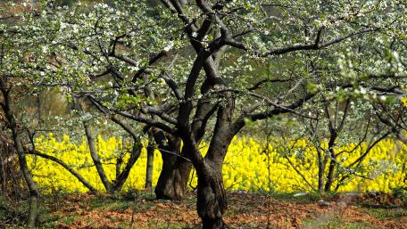 春天 (Spring) wallpaper