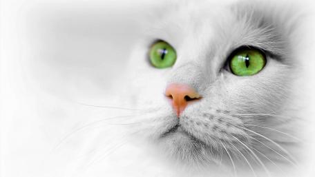 White cat wallpaper