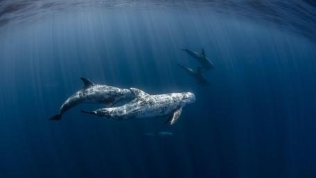 Graceful Dolphins Glide Through Sunlit Waters wallpaper