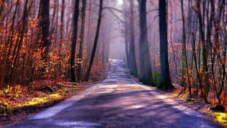 Autumn Misty Woodland Pathway wallpaper
