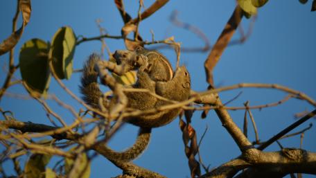 Squirrels Playing Amongst Branches in Nature's Calmness wallpaper
