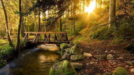 Sunlit Footbridge in a Tranquil Forest Path wallpaper