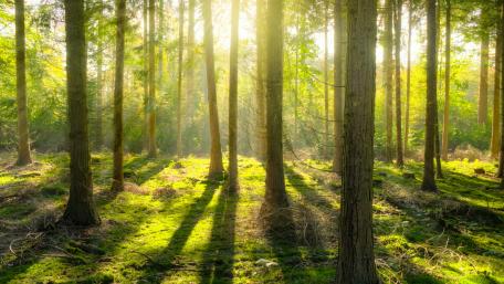 Sunlight in the forest wallpaper