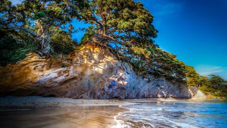 Serene Coastal Cliff with Majestic Trees wallpaper