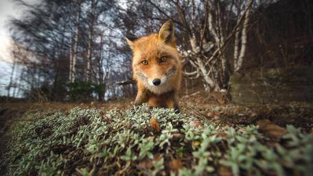 Curious Red Fox in Nature's Embrace wallpaper