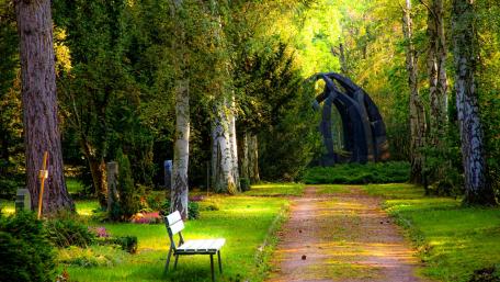 Bench Amidst Tranquil Forest Pathway wallpaper
