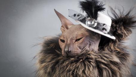 Well dressed Donskoy cat wallpaper
