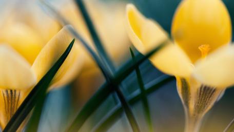 Yellow crocus flowers macro photo wallpaper