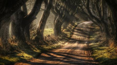 Dark Hedges (Bregagh Road) wallpaper