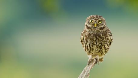 Wise Eyes of the Owl wallpaper