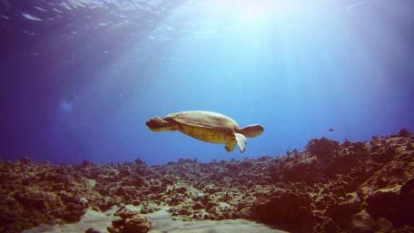 Turtle Rolling in the Deep wallpaper
