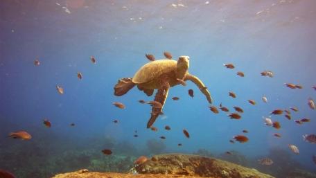 Boss of the Turtle Cleaning Station wallpaper