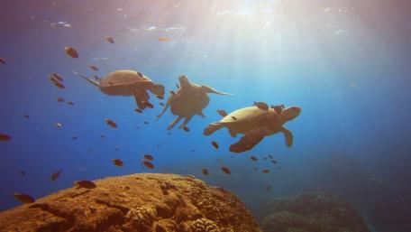 Kings of the Turtle Cleaning Station wallpaper