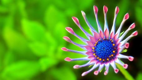Beautiful flower  - Macro photography wallpaper
