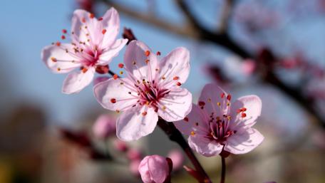 Pure Flowers wallpaper