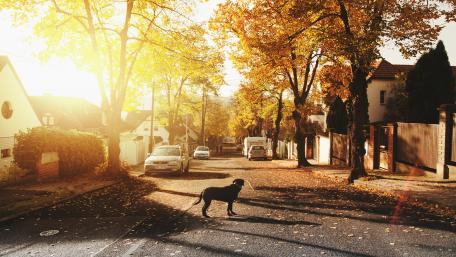 Dog at a suburban street wallpaper