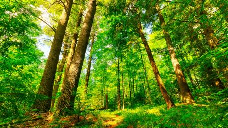 Lush Forest Pathway Through Sunlit Trees wallpaper