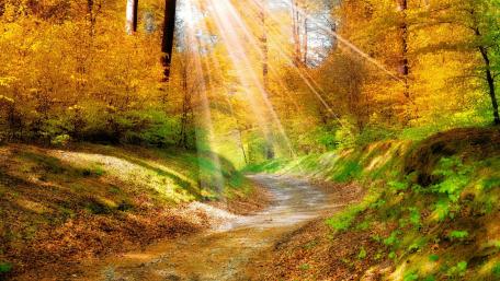 Rays of sun on the fall forest path wallpaper