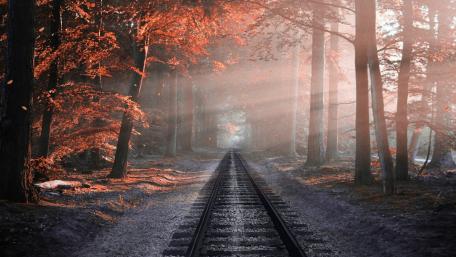 Track in the fall forest wallpaper